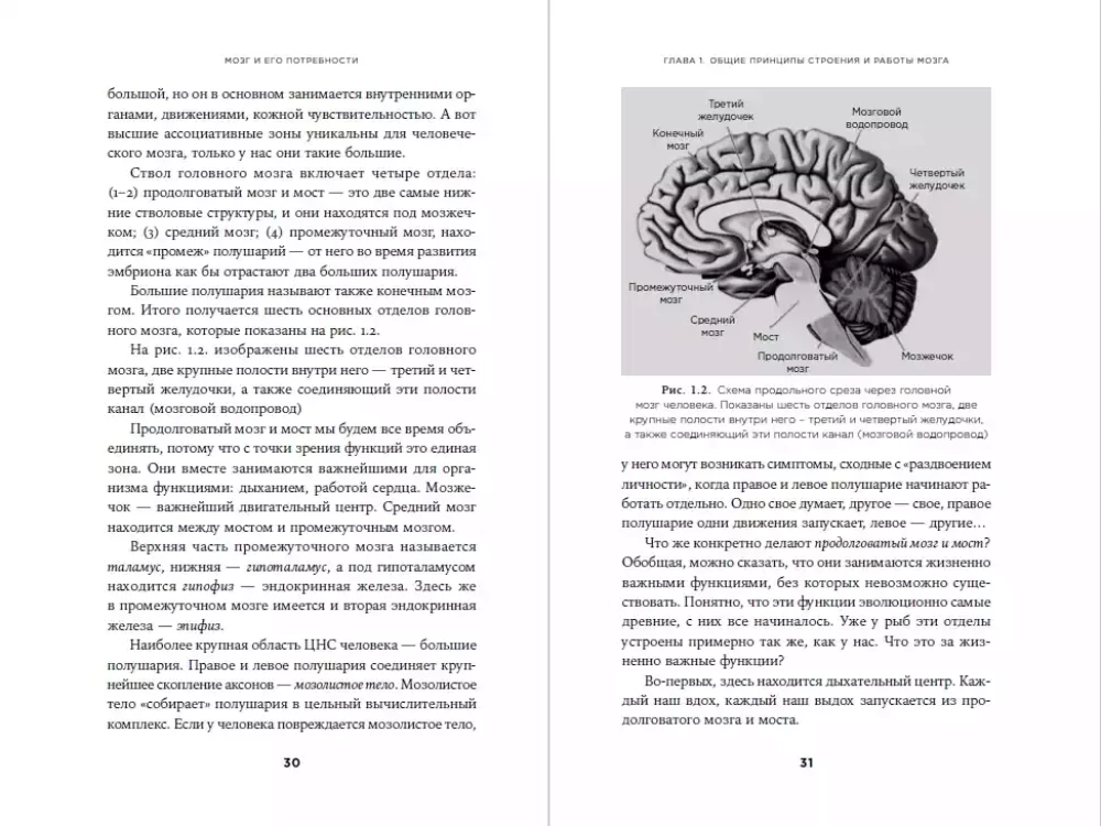 Smegenys ir jų poreikiai: Nuo maitinimo iki pripažinimo