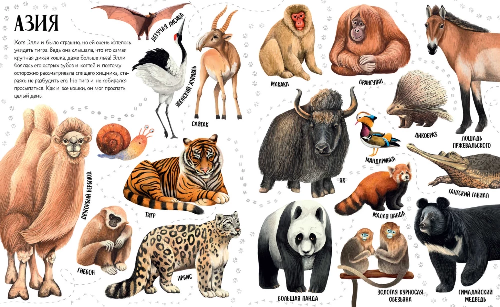 Приключения улитки Элли в мире животных