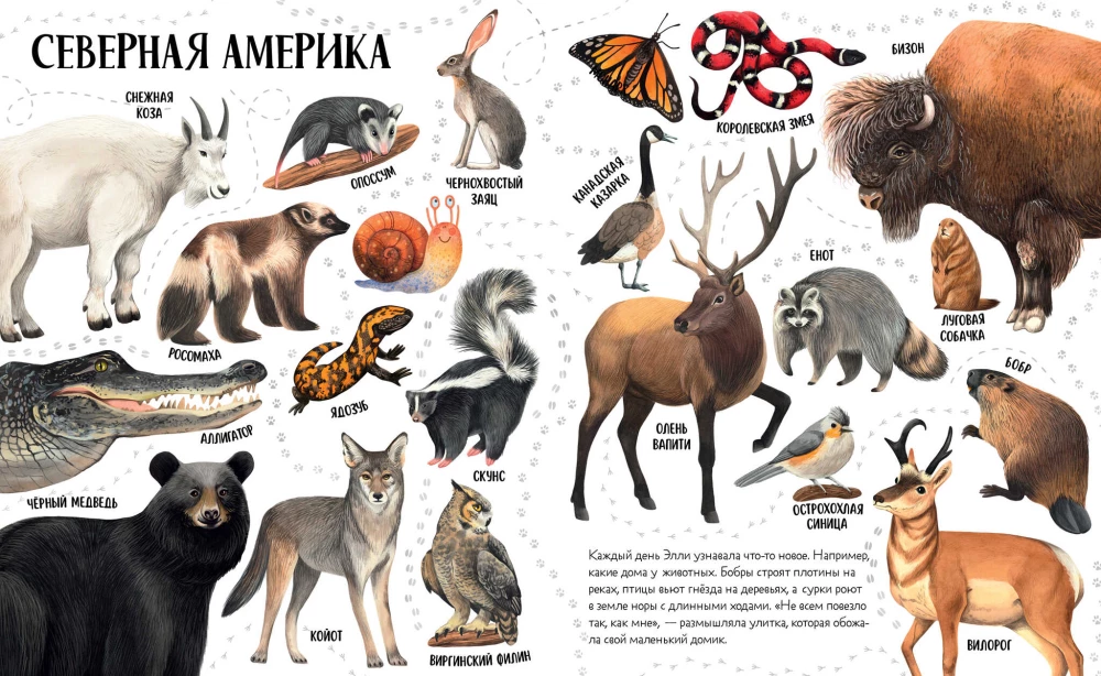 Приключения улитки Элли в мире животных