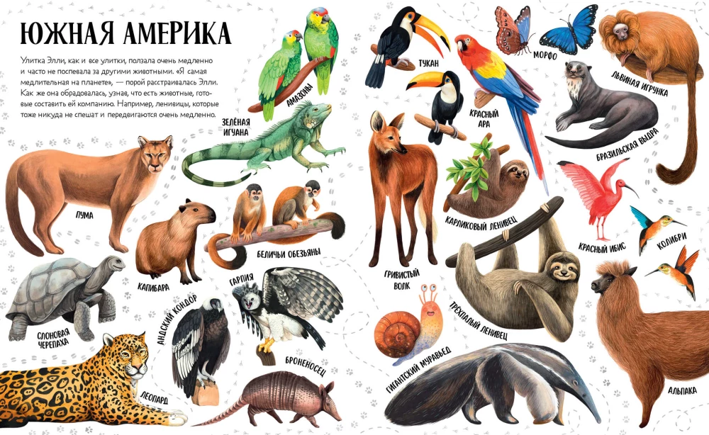 Приключения улитки Элли в мире животных