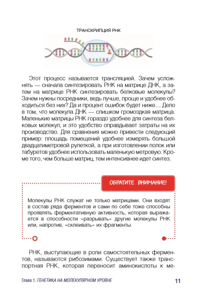 Genetics for Beginners Explained