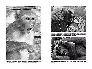 Paskutinis mamos apkabinimas: Ko mus moko gyvūnų emocijos