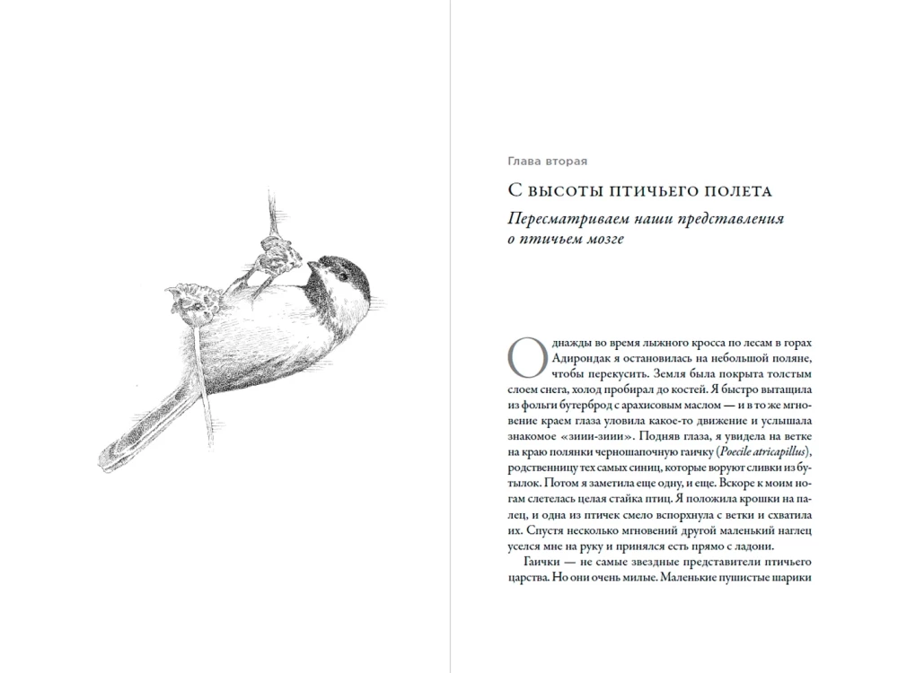 Эти гениальные птицы