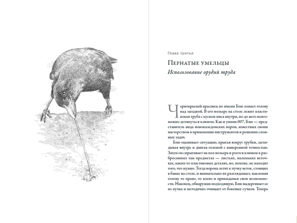 Эти гениальные птицы