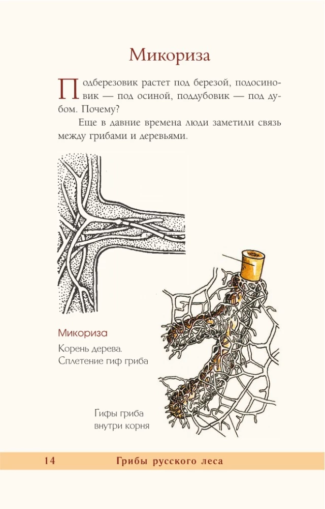 Grzyby rosyjskiego lasu. Ilustrowany przewodnik