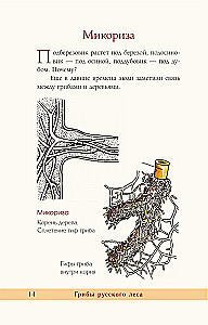 Grzyby rosyjskiego lasu. Ilustrowany przewodnik