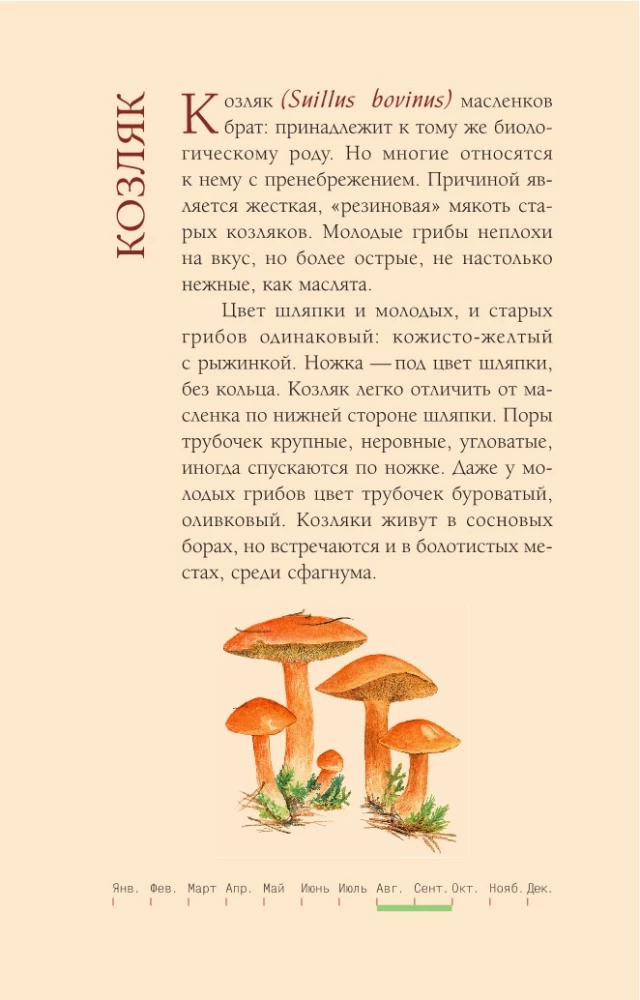 Grzyby rosyjskiego lasu. Ilustrowany przewodnik