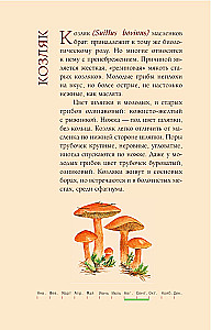 Grzyby rosyjskiego lasu. Ilustrowany przewodnik