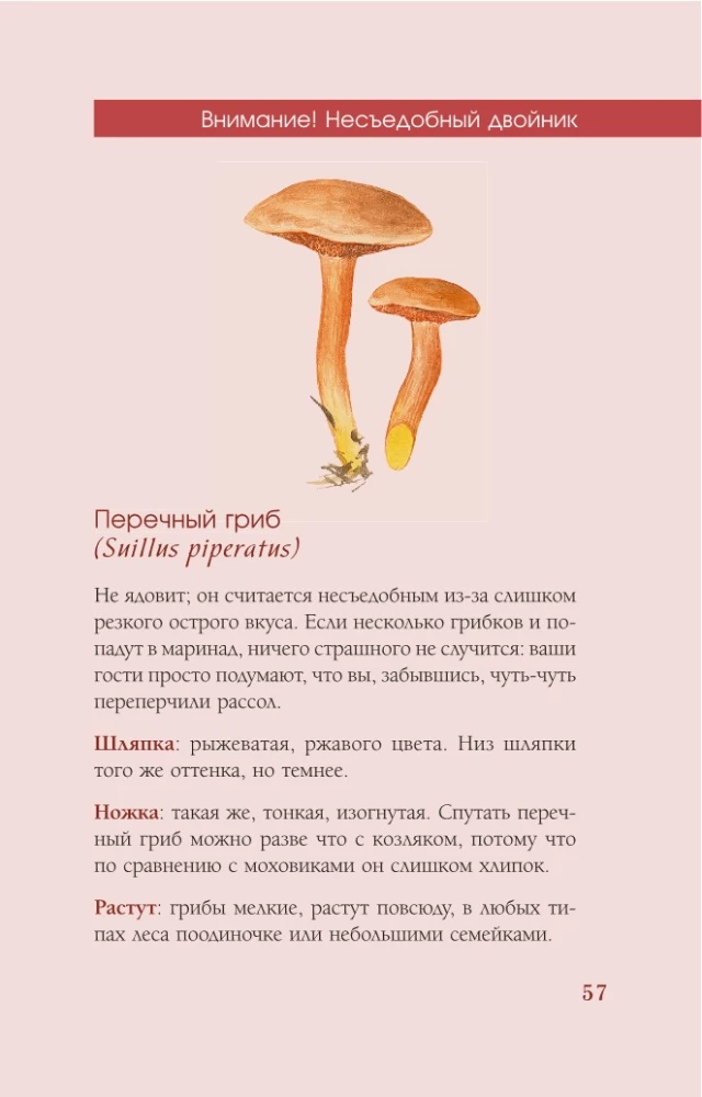 Grzyby rosyjskiego lasu. Ilustrowany przewodnik