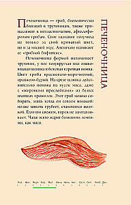 Grzyby rosyjskiego lasu. Ilustrowany przewodnik