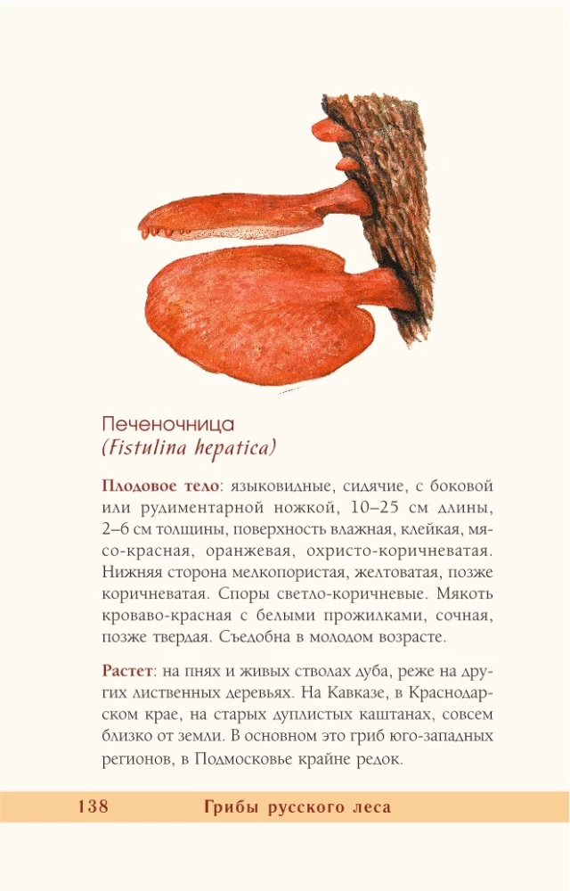 Grzyby rosyjskiego lasu. Ilustrowany przewodnik