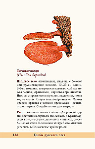 Grzyby rosyjskiego lasu. Ilustrowany przewodnik