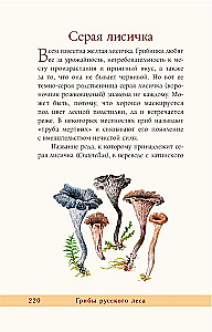 Grzyby rosyjskiego lasu. Ilustrowany przewodnik