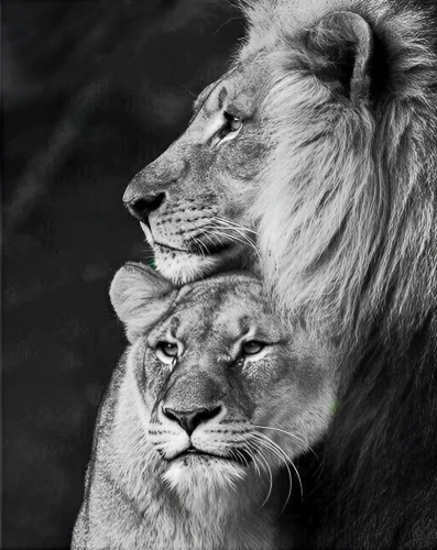 Glezna pēc numuriem - Lauva un Lauviete, 40x50cm