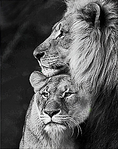 Glezna pēc numuriem - Lauva un Lauviete, 40x50cm