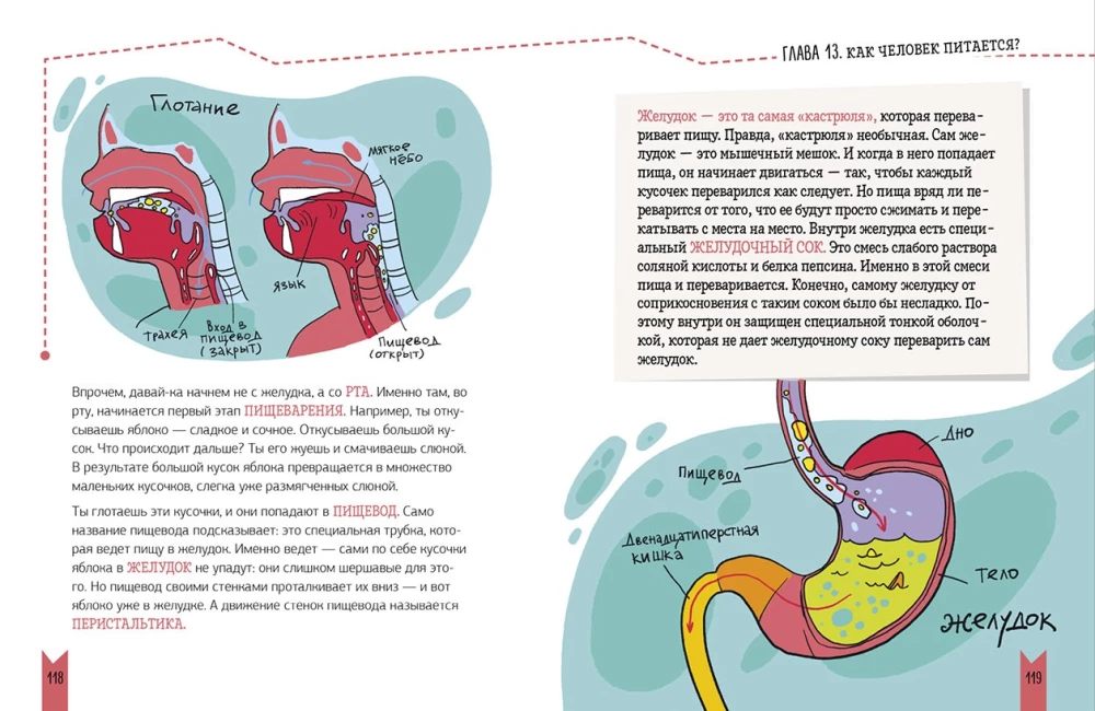 Echte Biologie. Wie der menschliche Körper funktioniert