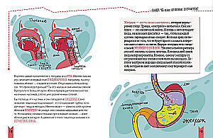 Echte Biologie. Wie der menschliche Körper funktioniert