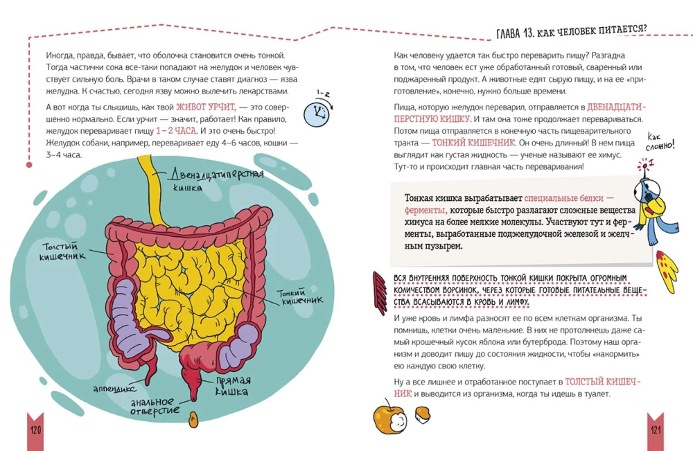 Echte Biologie. Wie der menschliche Körper funktioniert