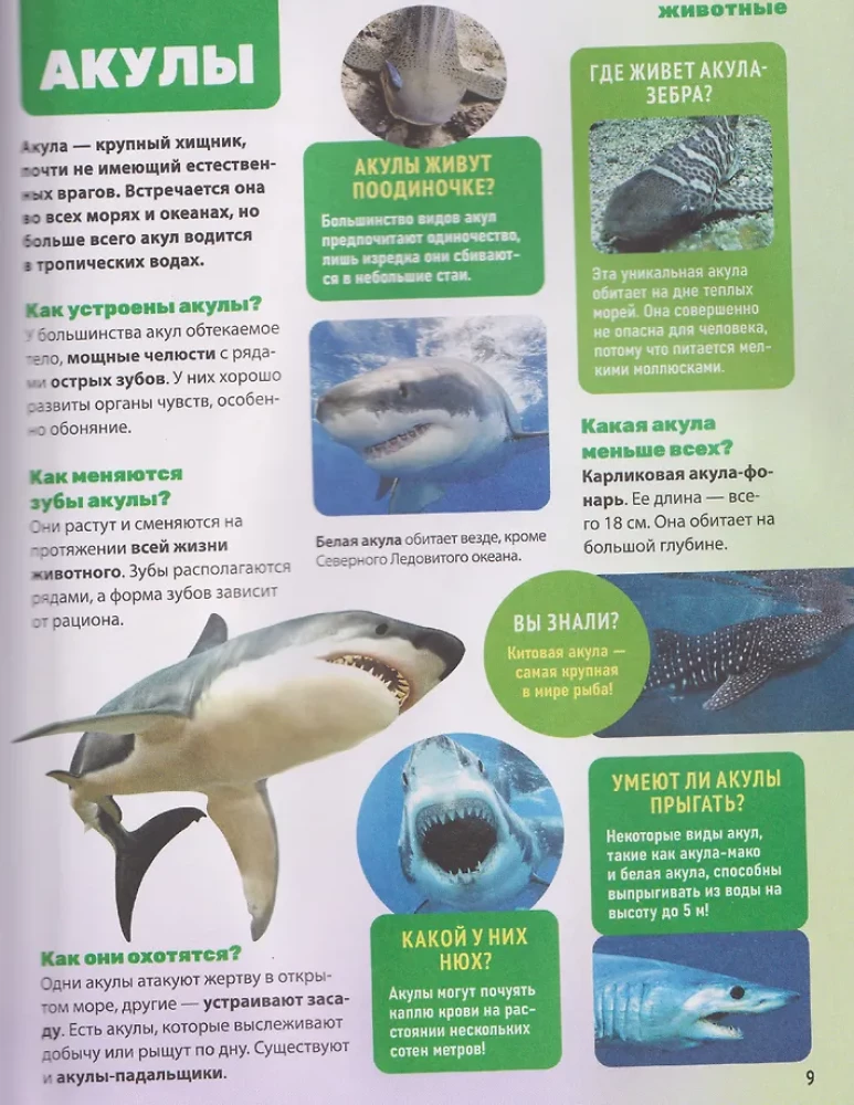 Enzyklopädie über alles. 850 Fragen und Antworten