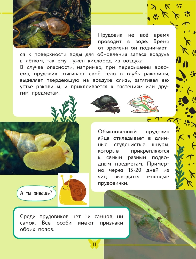 Apmeklējošā pasaule. Dzīvnieki