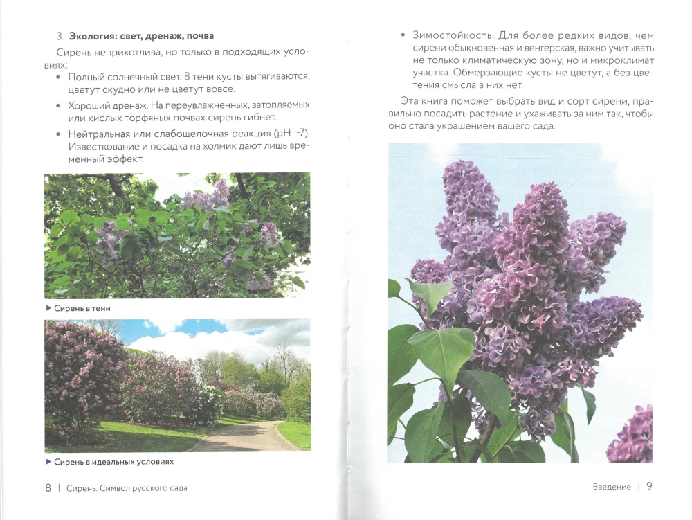 Lilac. The Symbol of the Russian Garden. A Planting and Care Cheat Sheet-Tracker
