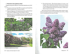 Lilac. The Symbol of the Russian Garden. A Planting and Care Cheat Sheet-Tracker