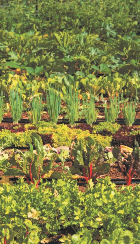 Garden and Vegetable Diseases. Pocket Field Guide