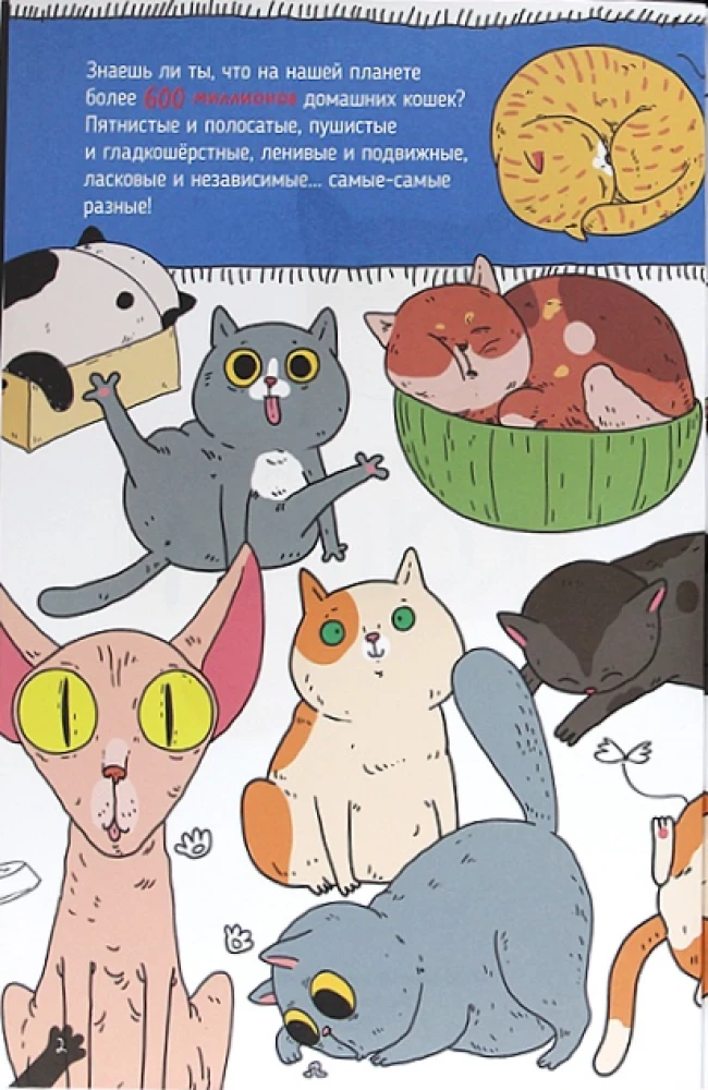 KOTY. WIELKIE SEKRETY MAŁYCH DRAPIEŻNIKÓW