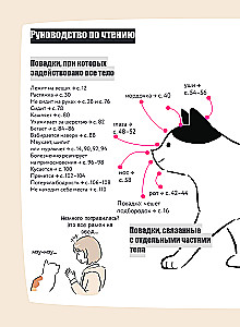 Kassike, kas sul on kõik korda? koomiksite giid kasside kummalistele ja kavalatele sürakatele