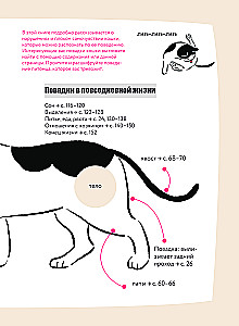 Kassike, kas sul on kõik korda? koomiksite giid kasside kummalistele ja kavalatele sürakatele