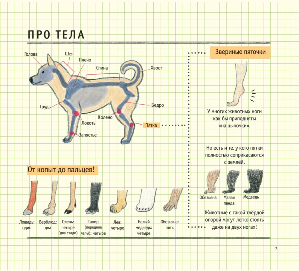 Zeichenschule für Anfänger. Niedliche Tiere