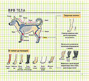Zeichenschule für Anfänger. Niedliche Tiere