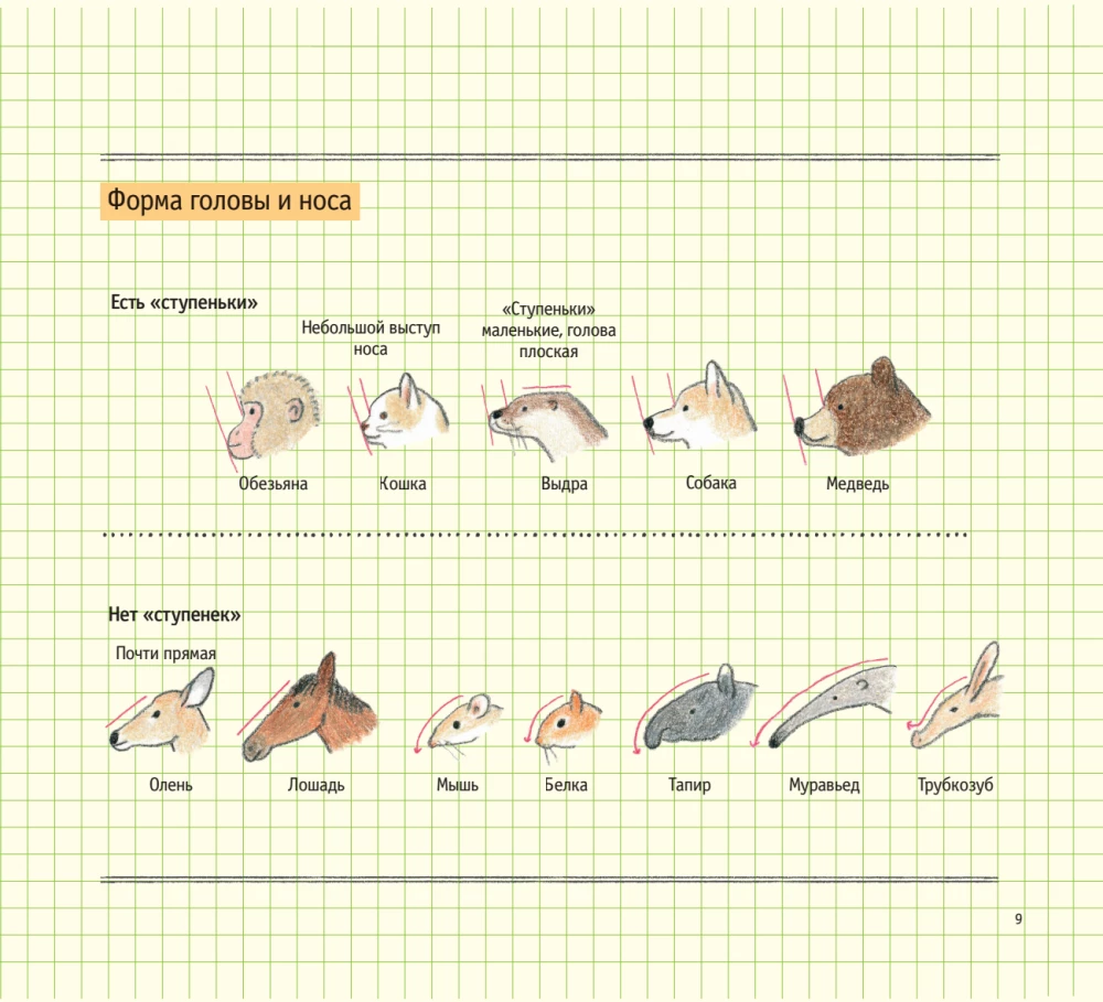 Zeichenschule für Anfänger. Niedliche Tiere