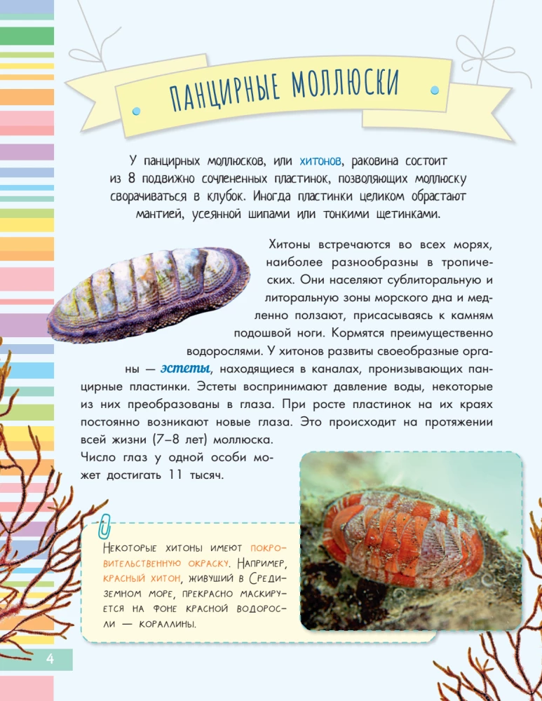 Uskumatud molluskid