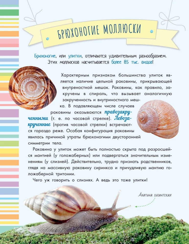 Uskumatud molluskid