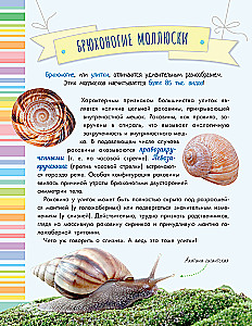 Uskumatud molluskid