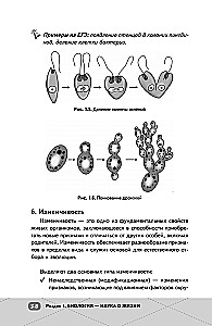 EGE. Bioloģija. Intensīvs kurss
