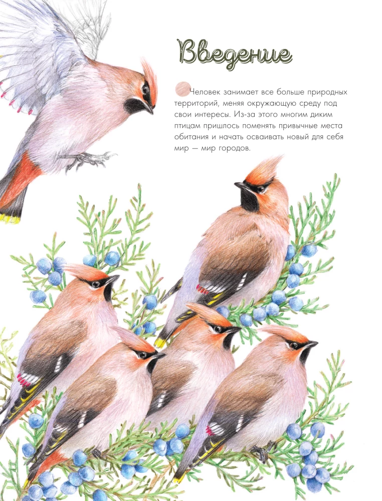 Putni pilsētā. 25 stāsti faktos un zīmējumos