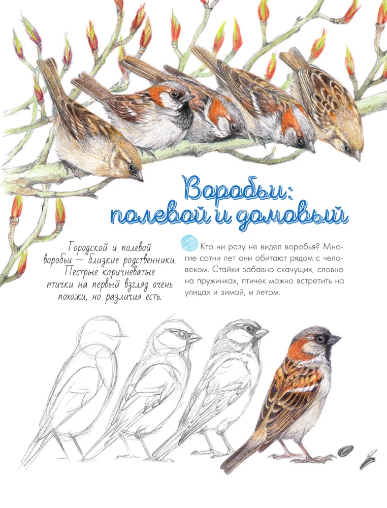 Putni pilsētā. 25 stāsti faktos un zīmējumos