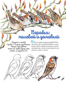 Putni pilsētā. 25 stāsti faktos un zīmējumos