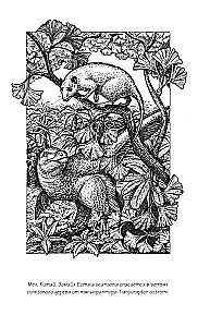 Kodėl žirafai netapo žmonėmis ir kiti evoliucijos klausimai