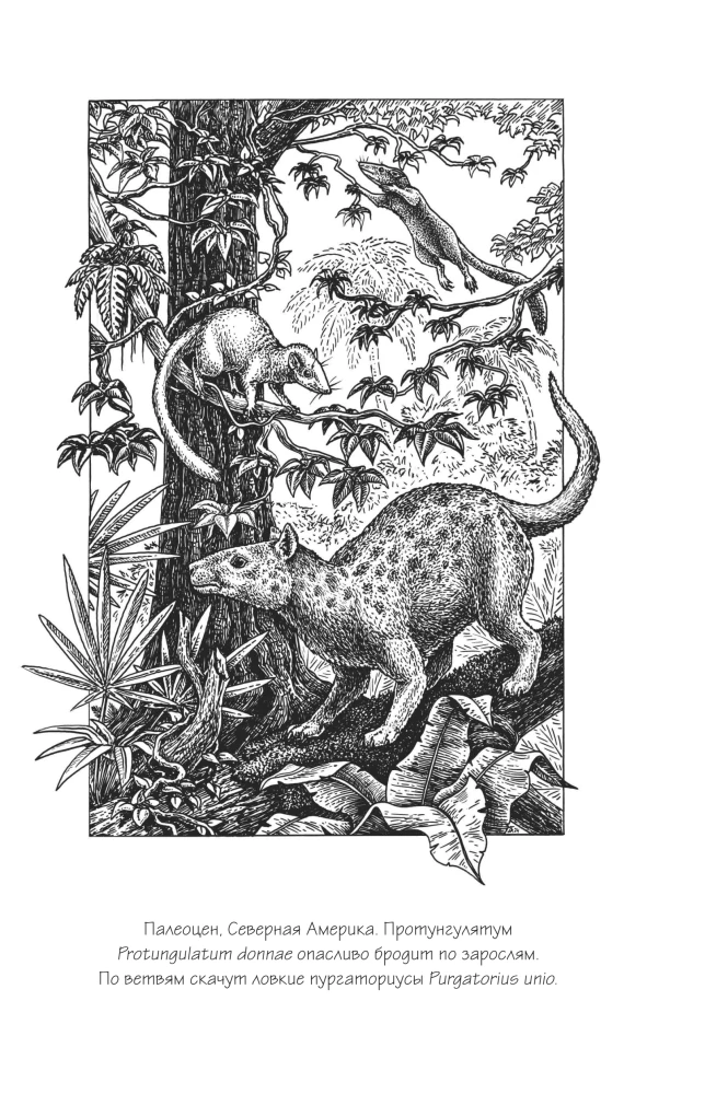 Warum wurden Giraffen nicht zu Menschen und andere Fragen der Evolution
