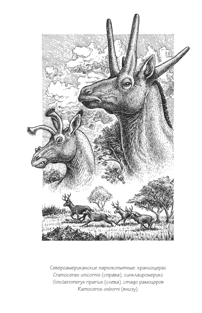 Warum wurden Giraffen nicht zu Menschen und andere Fragen der Evolution