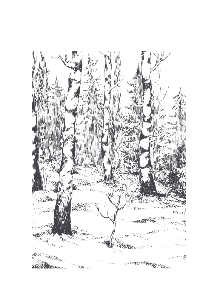 The Wisdom of the Forest. In Search of the Mother Tree and the Mysterious Connection of All Living Things