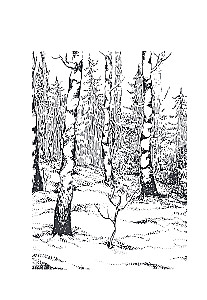 The Wisdom of the Forest. In Search of the Mother Tree and the Mysterious Connection of All Living Things