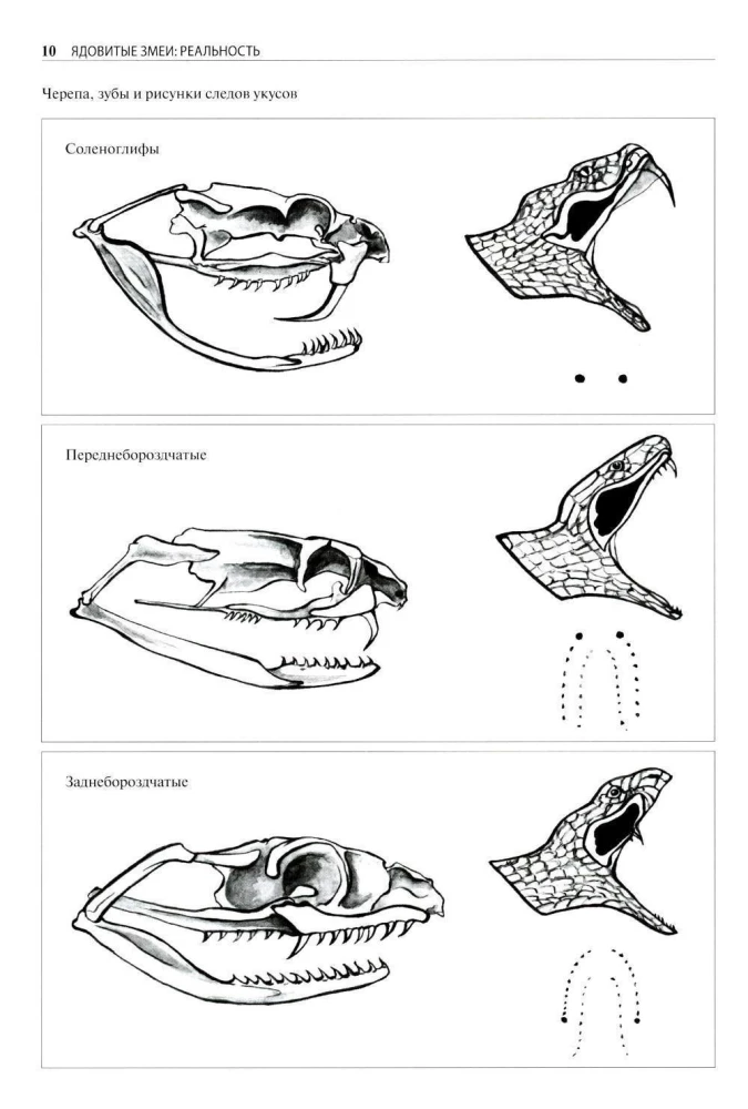 Poisonous Snakes of the World