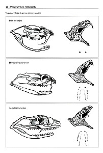 Poisonous Snakes of the World