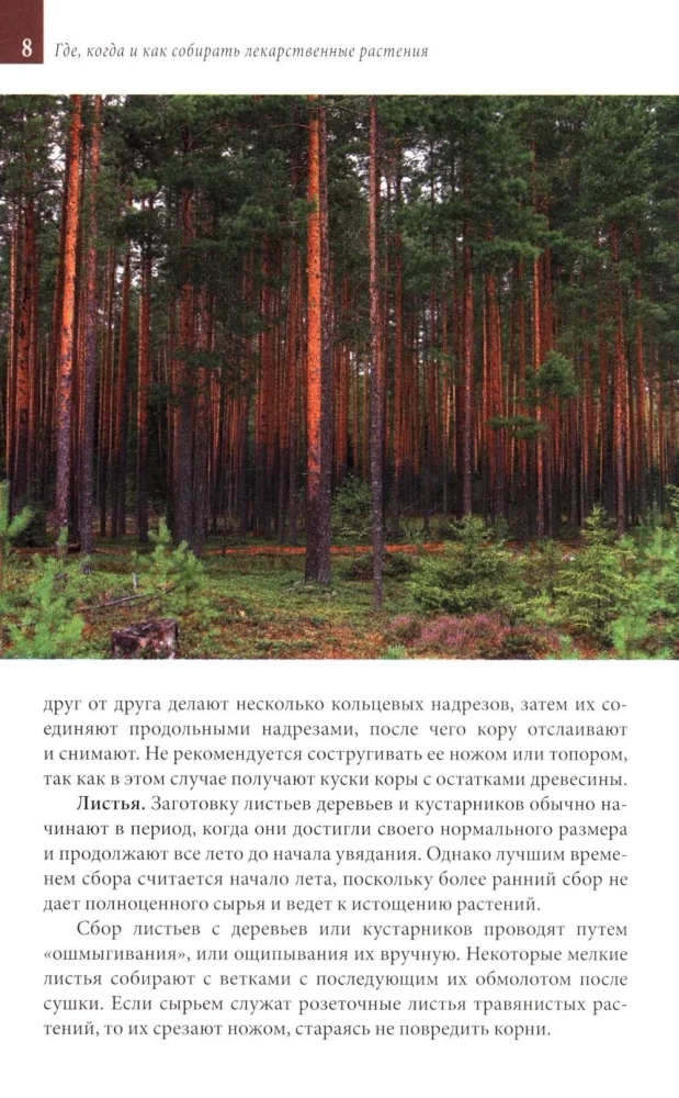 Medicinal Plants of the Central Strip of Russia. Identifier