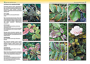 Diseases and Pests of Roses, Conifers and Other Ornamental Plants: Atlas-identifier