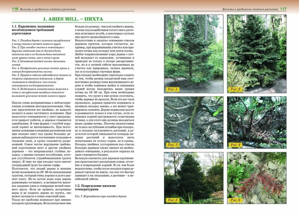 Diseases and Pests of Roses, Conifers and Other Ornamental Plants: Atlas-identifier